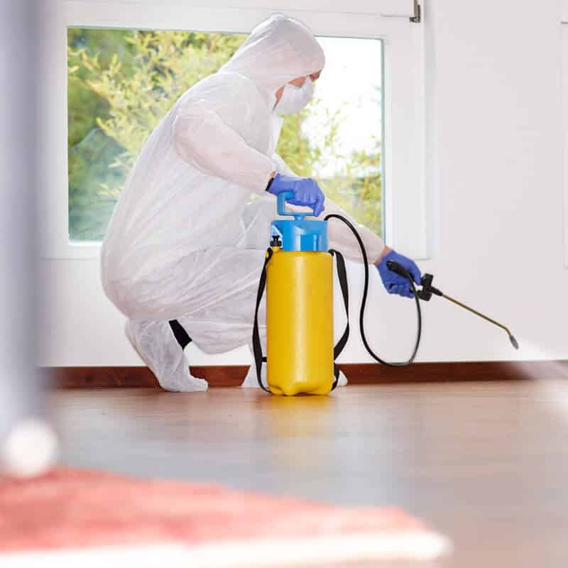 Désinfection après infestation